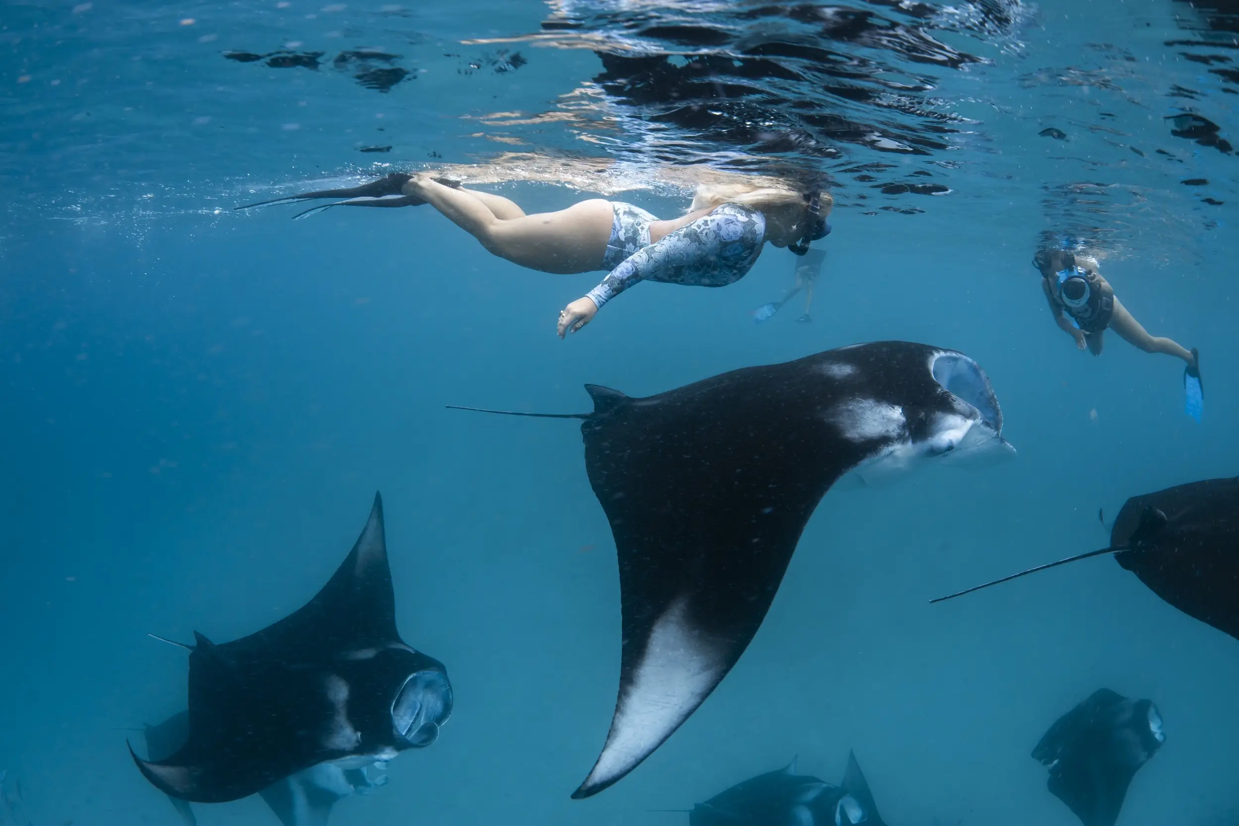 A manta ray gliding over a reef while a snorkeller watches in the Maldives